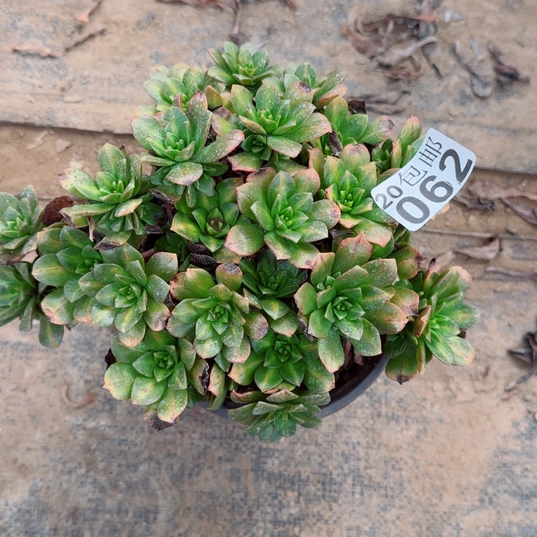 花茶062满20包邮断枝不包