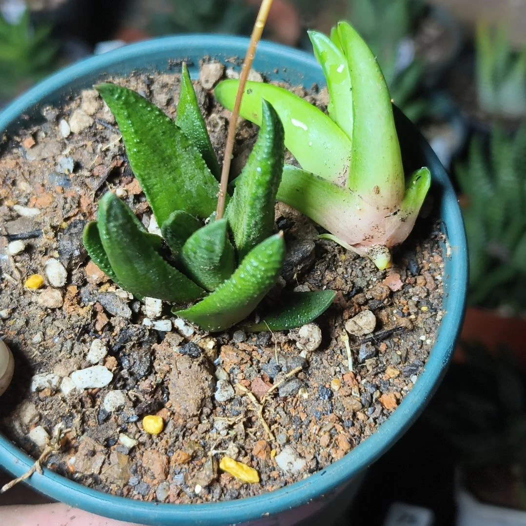 是****了硬叶2个 一物一拍