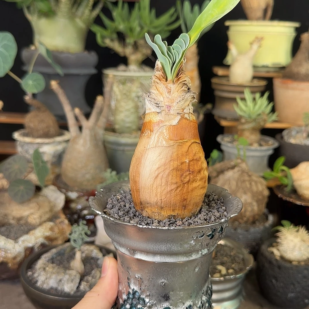 一物一拍巨凤之卵720