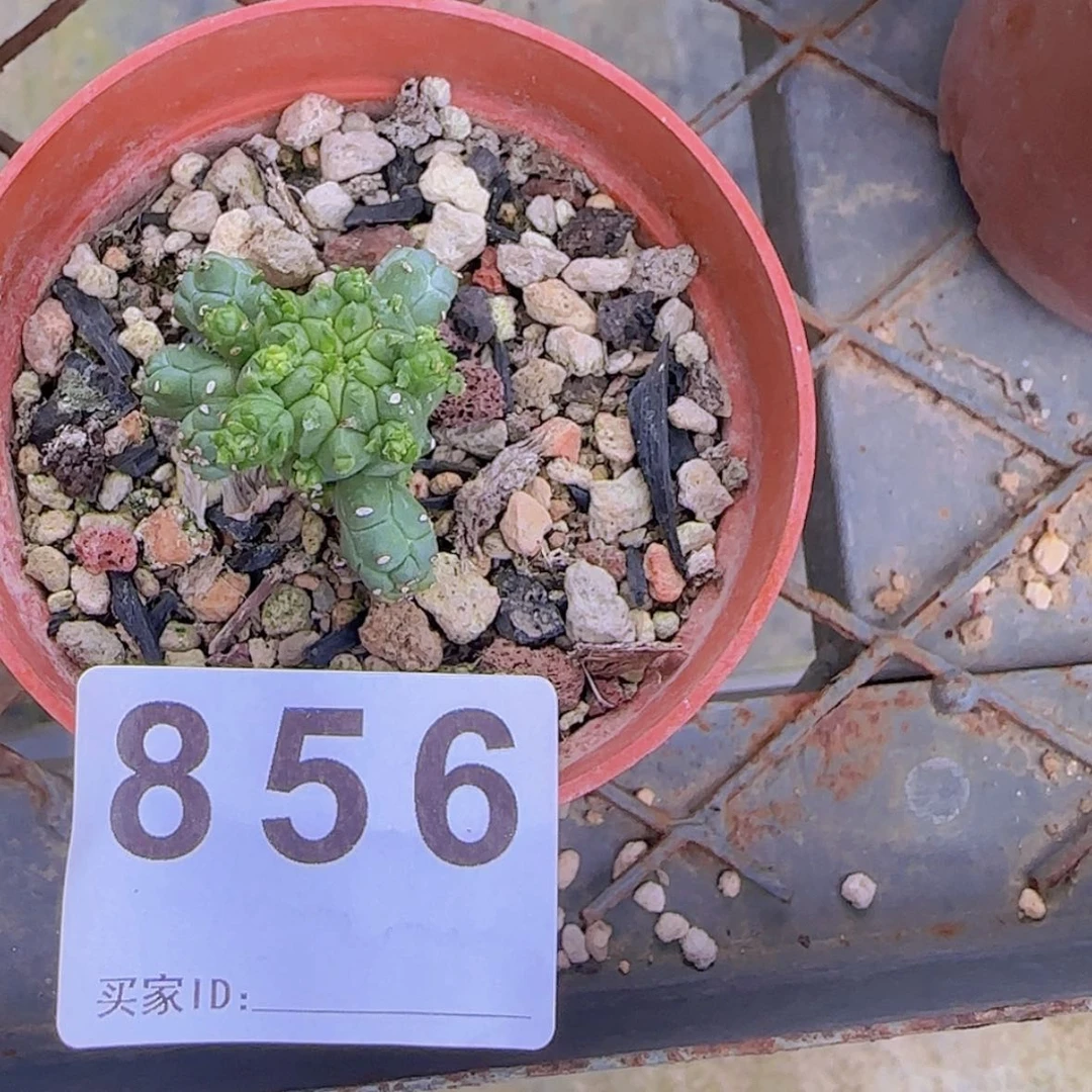 【闪购商品】?**狗块根植物