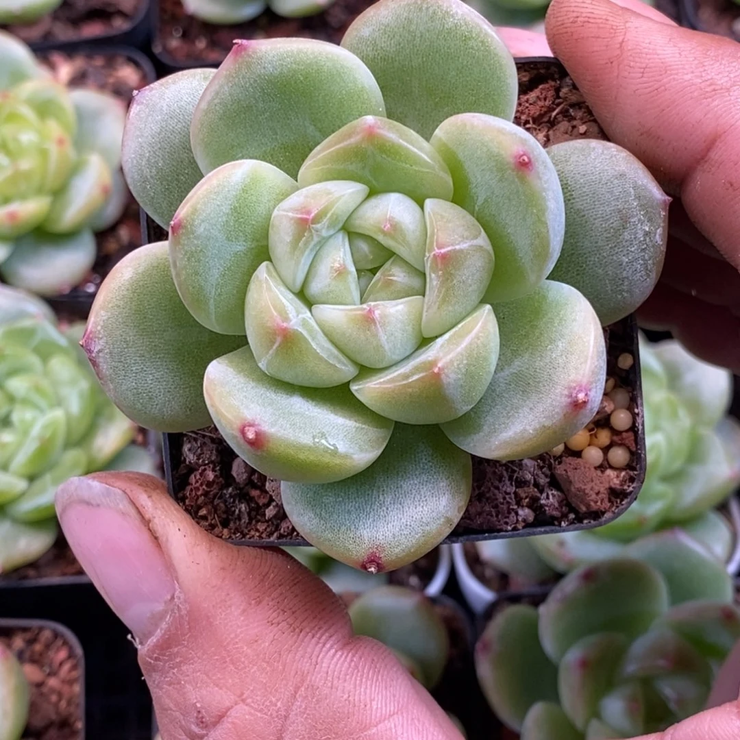 天官赐福百无禁忌