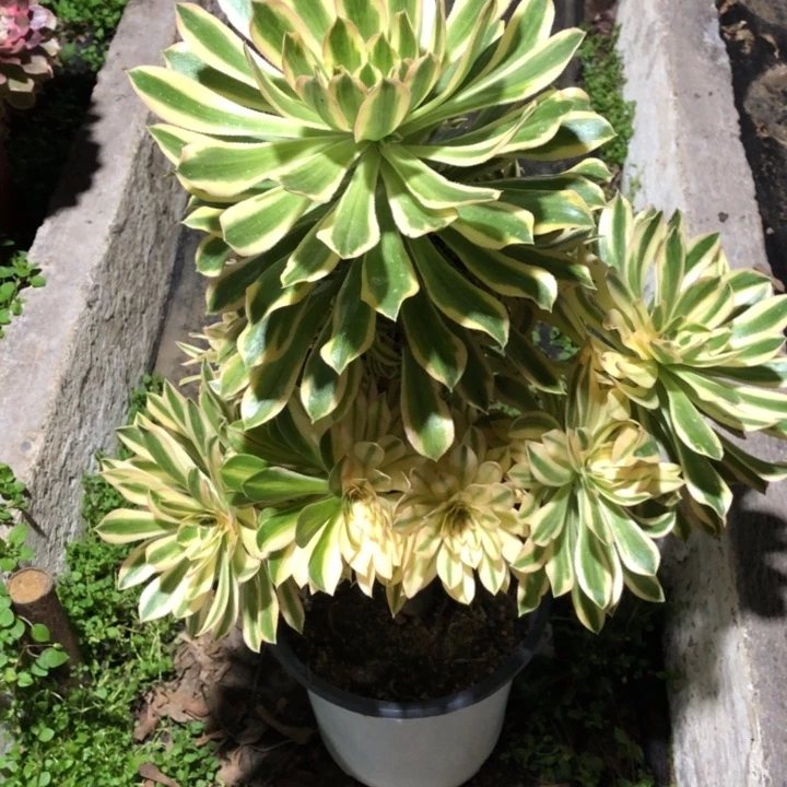 半**过116号 夕颜 多肉植物