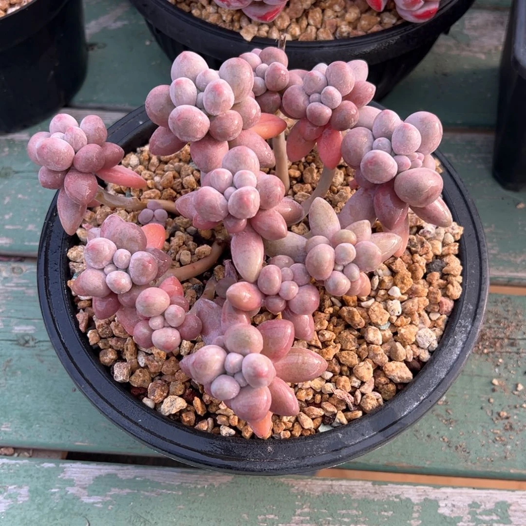 新品圆叶奶酪多肉植物