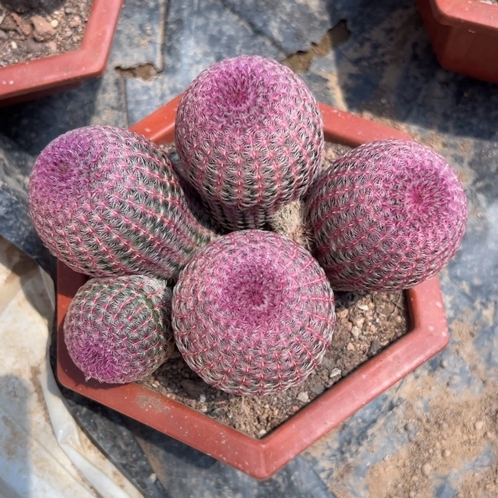 忘***草恭喜发财恭喜发财