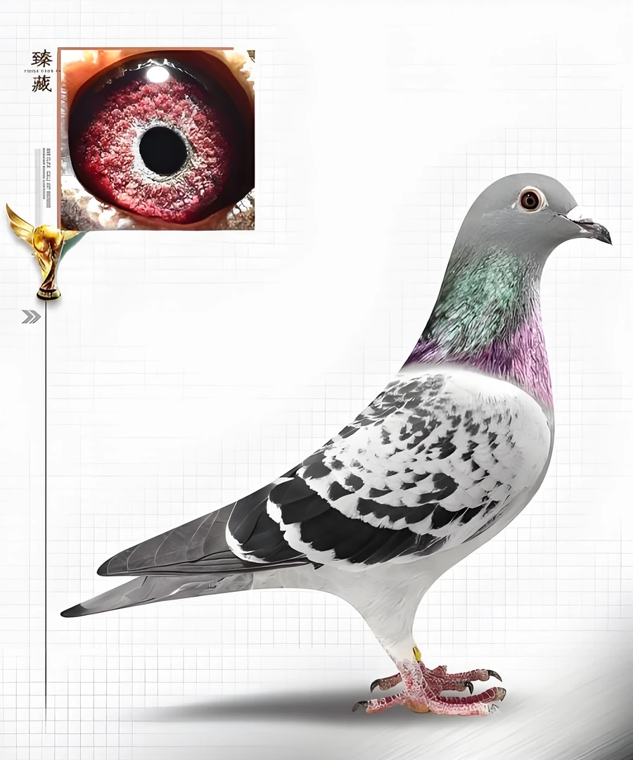 成绩鸽信鸽鸽子种鸽