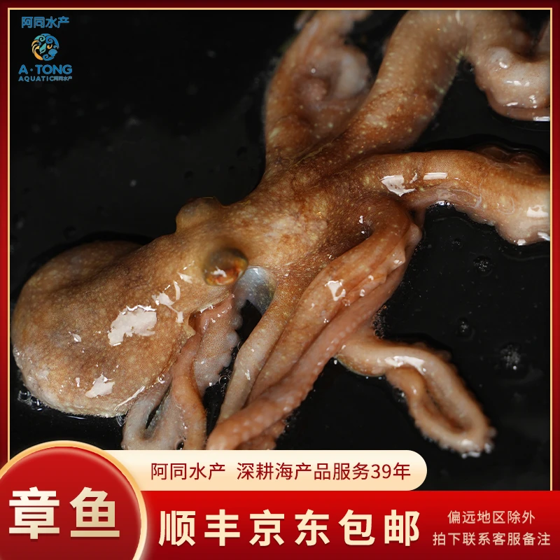 鲜活章鱼海鲜八爪鱼直播间现称全国可拍