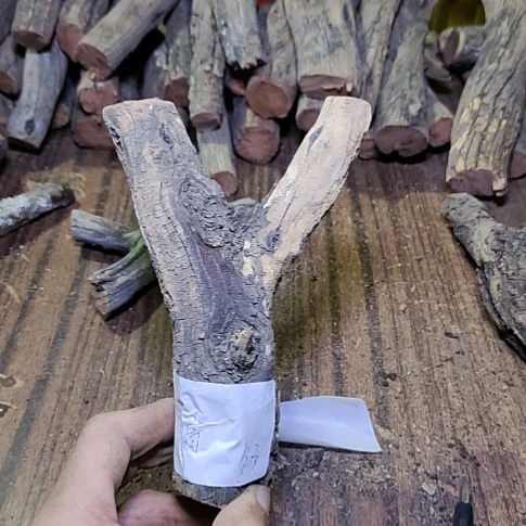 小***高火琉璃原杈，不保沉水，慎拍！