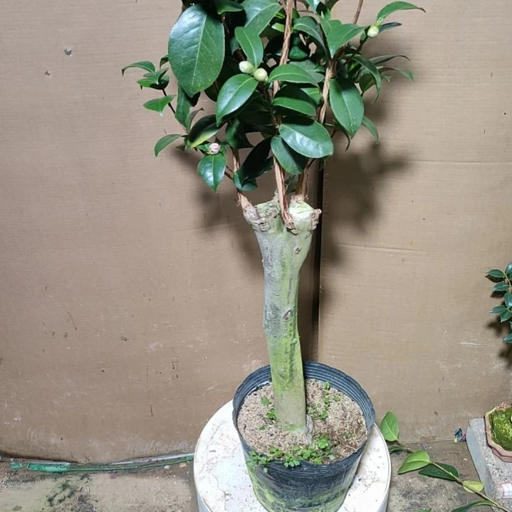 988四品，原盆原土发货，不包邮