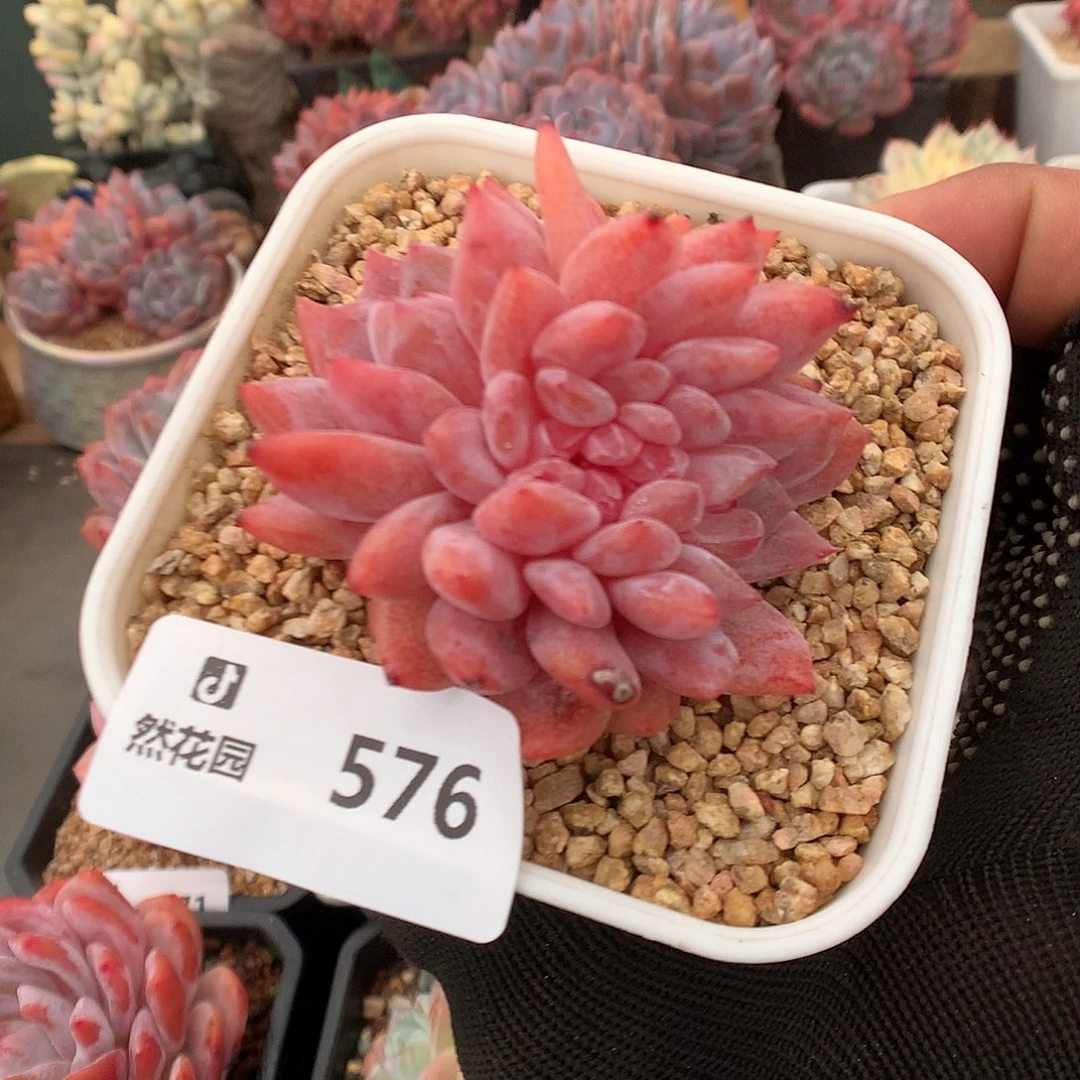 576雪天使多肉植物6666
