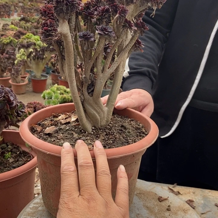 嫦***姐553黑法师黑法师黑法