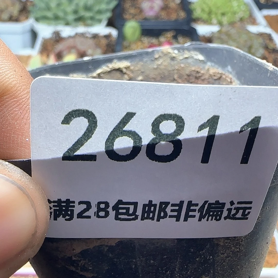 美****~脱土哈哈哈哈哈26811