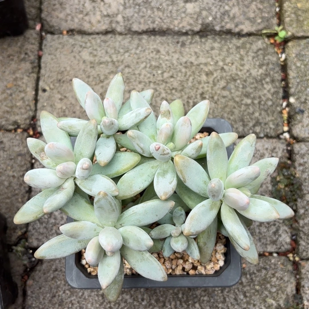 无花朵无砍白兰地 (*´I`*)