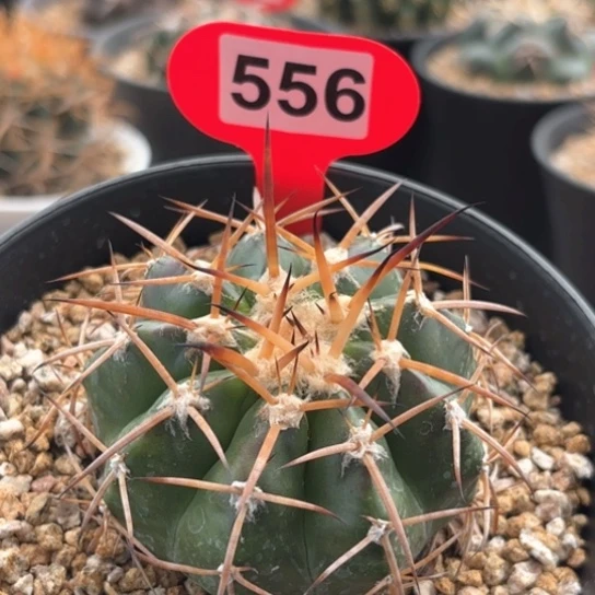 仙人球实生圆盘玉