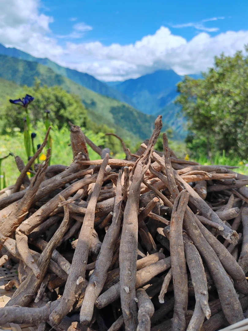 藏区土当归 炖汤煮水香甜软糯 不苦涩 当季无硫 自然晒干（中大条）