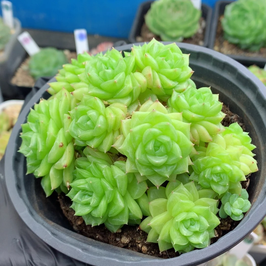 58包邮  群生不包整麦秆群10