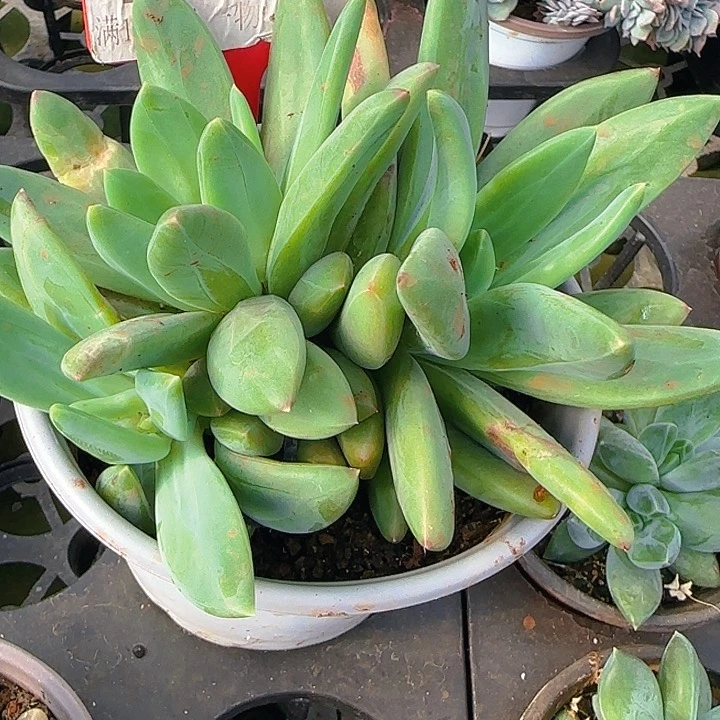 海洋之歌280多肉植物