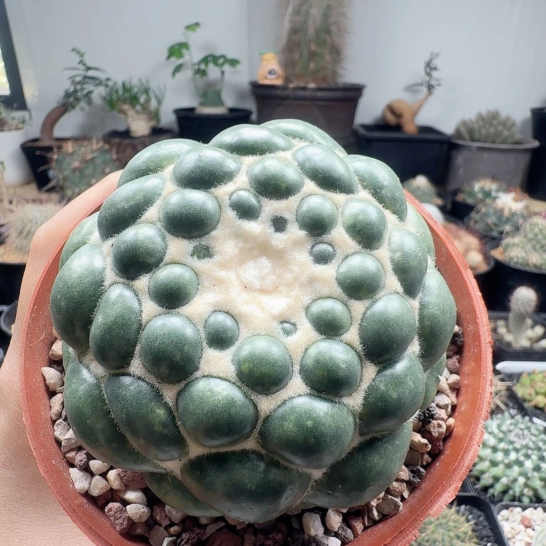 雪顶蜘蛛之眼刺世代