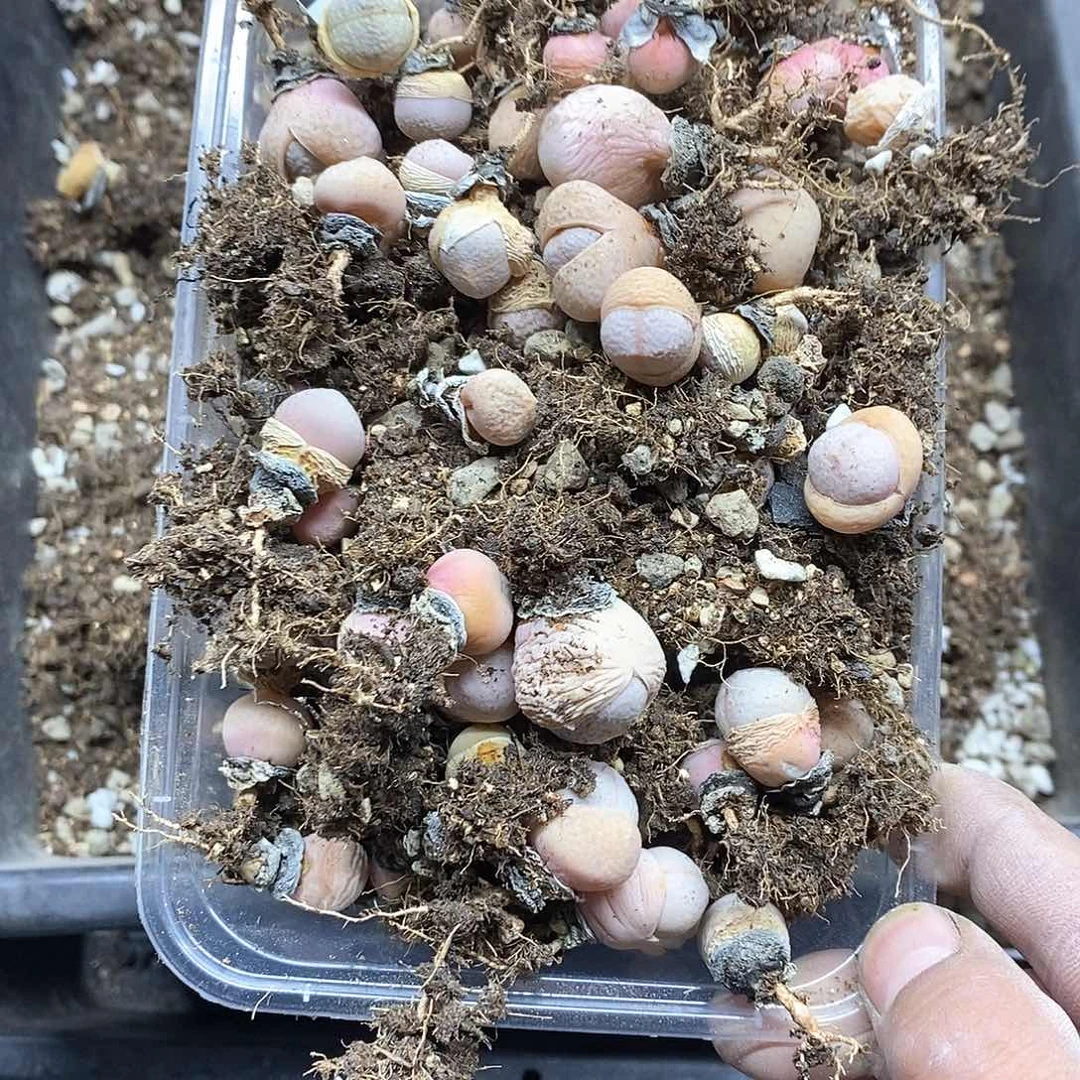 拔*365号多肉植物多肉植物