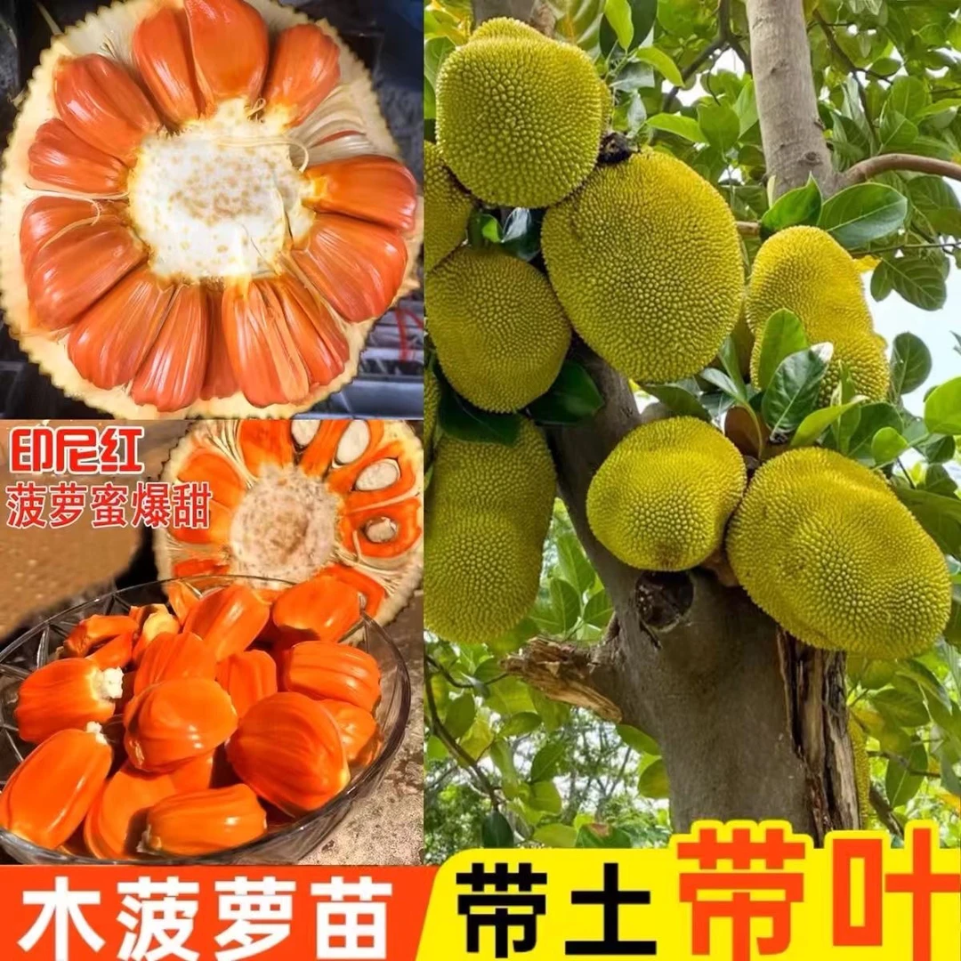 (新品种)正品印尼红肉菠萝蜜苗超甜品种营养杯苗嫁接带土带叶发