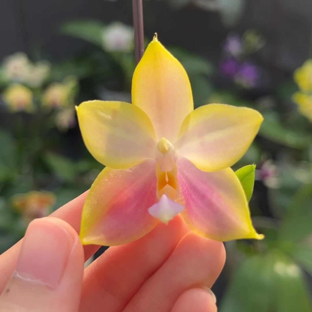 完全开放2.5寸208开花株