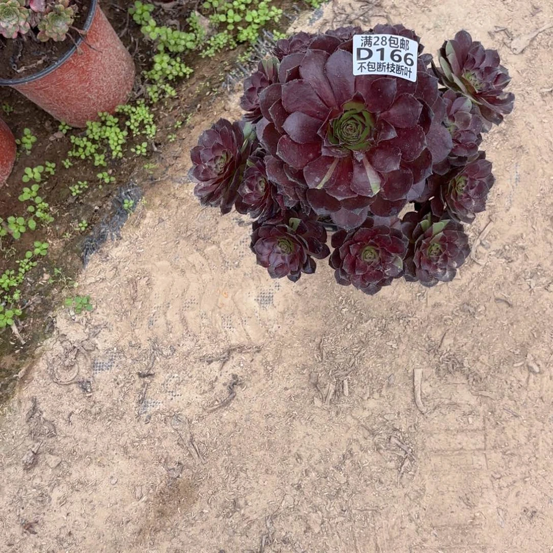 P. 166黑美人多肉葡萄。bab