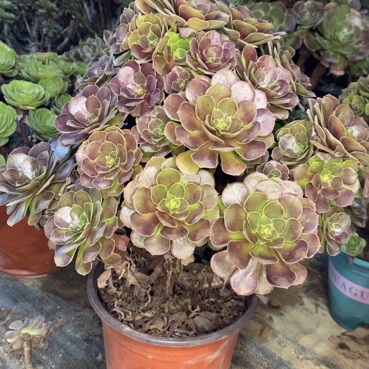 荷兰玫瑰多肉植物035