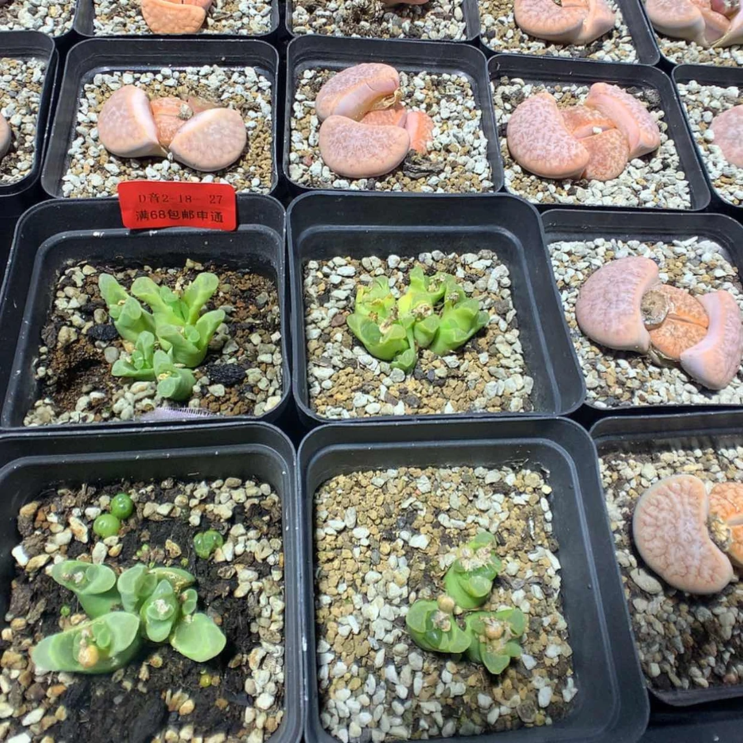 【闪购商品】2-18-27 瑕疵风铃4盆 140