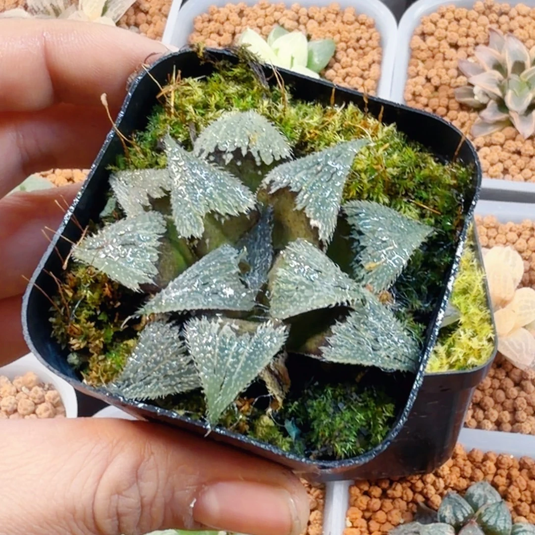 亿***然无花朵十二卷长毛狗