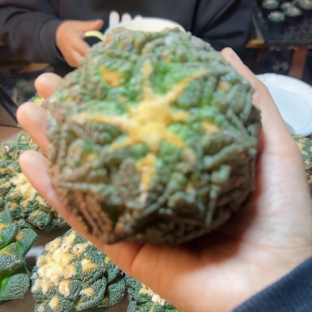 A**n2日晚27号苗接志贺龟无根10公分