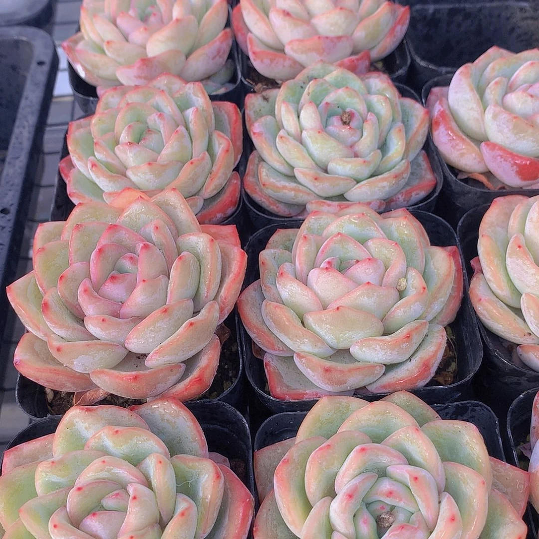 两颗泡芙24456688990000