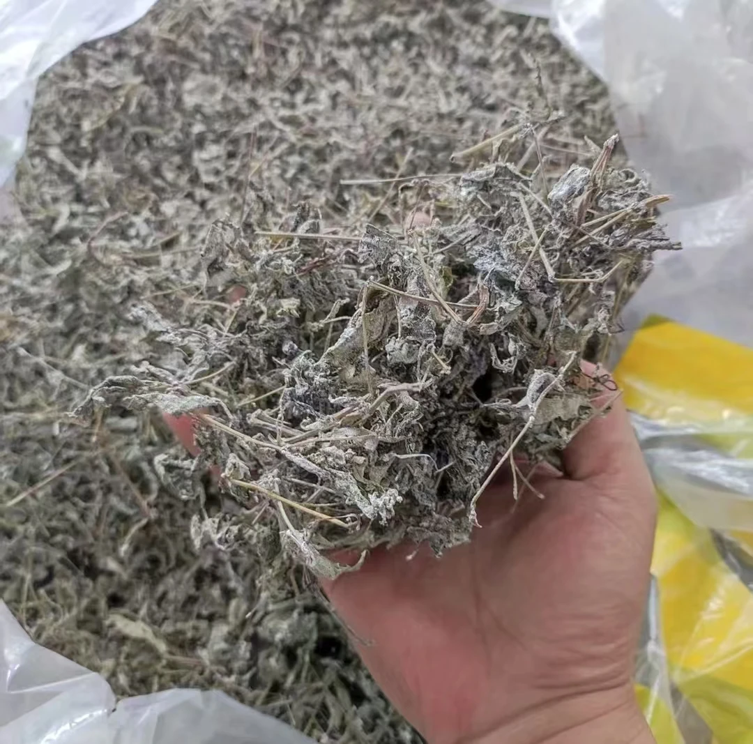 湖南茶陵藤茶明后藤茶霉茶