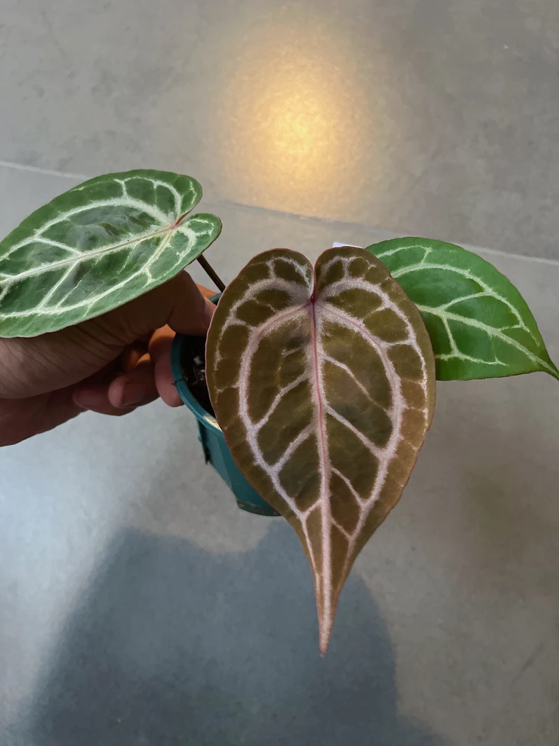 【神奇男孩】天南星科  热带植物