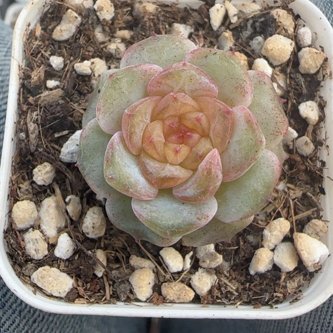 多肉小卡拉米糖心一物一拍