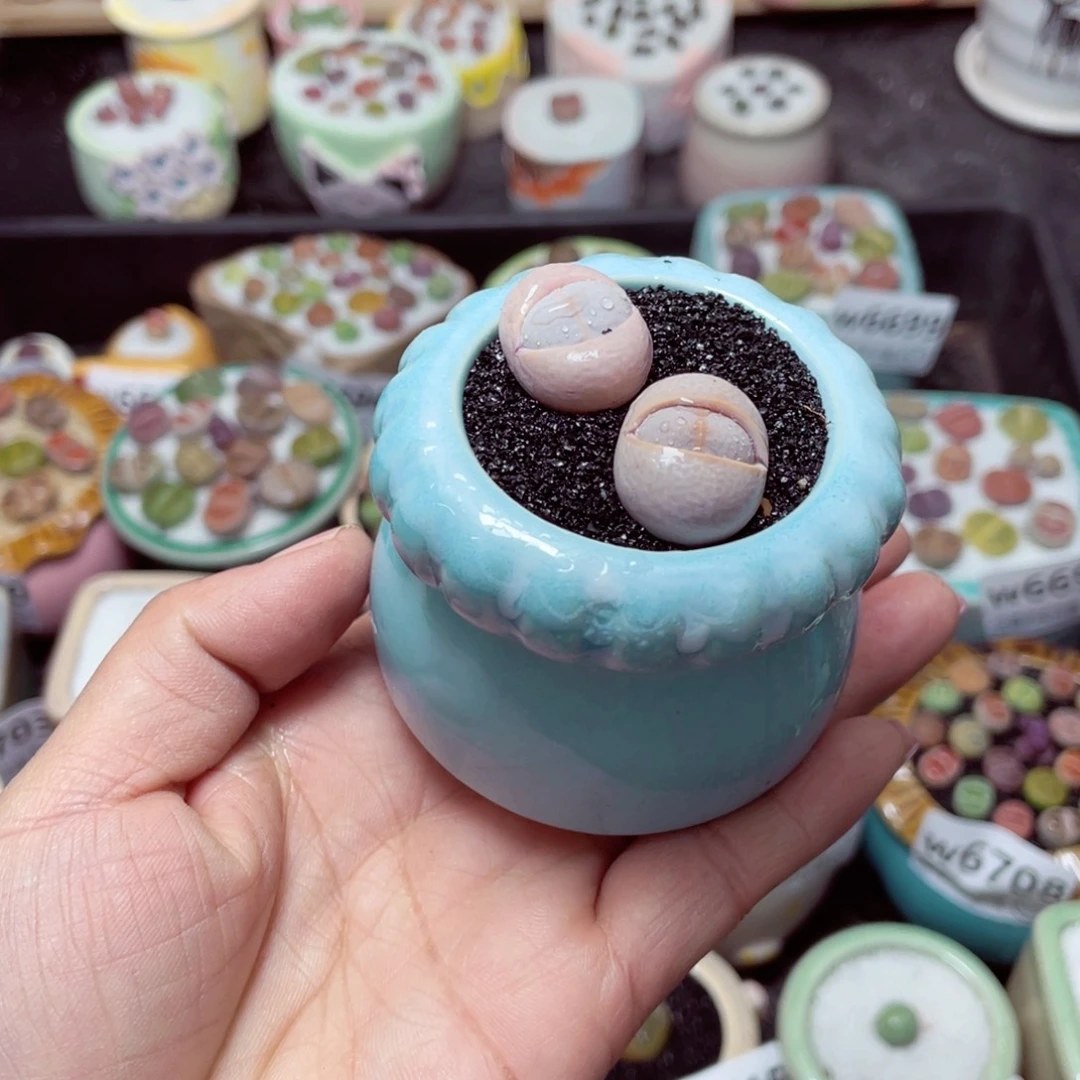 w6721 -零下地区拍保温箱-15支持寄养