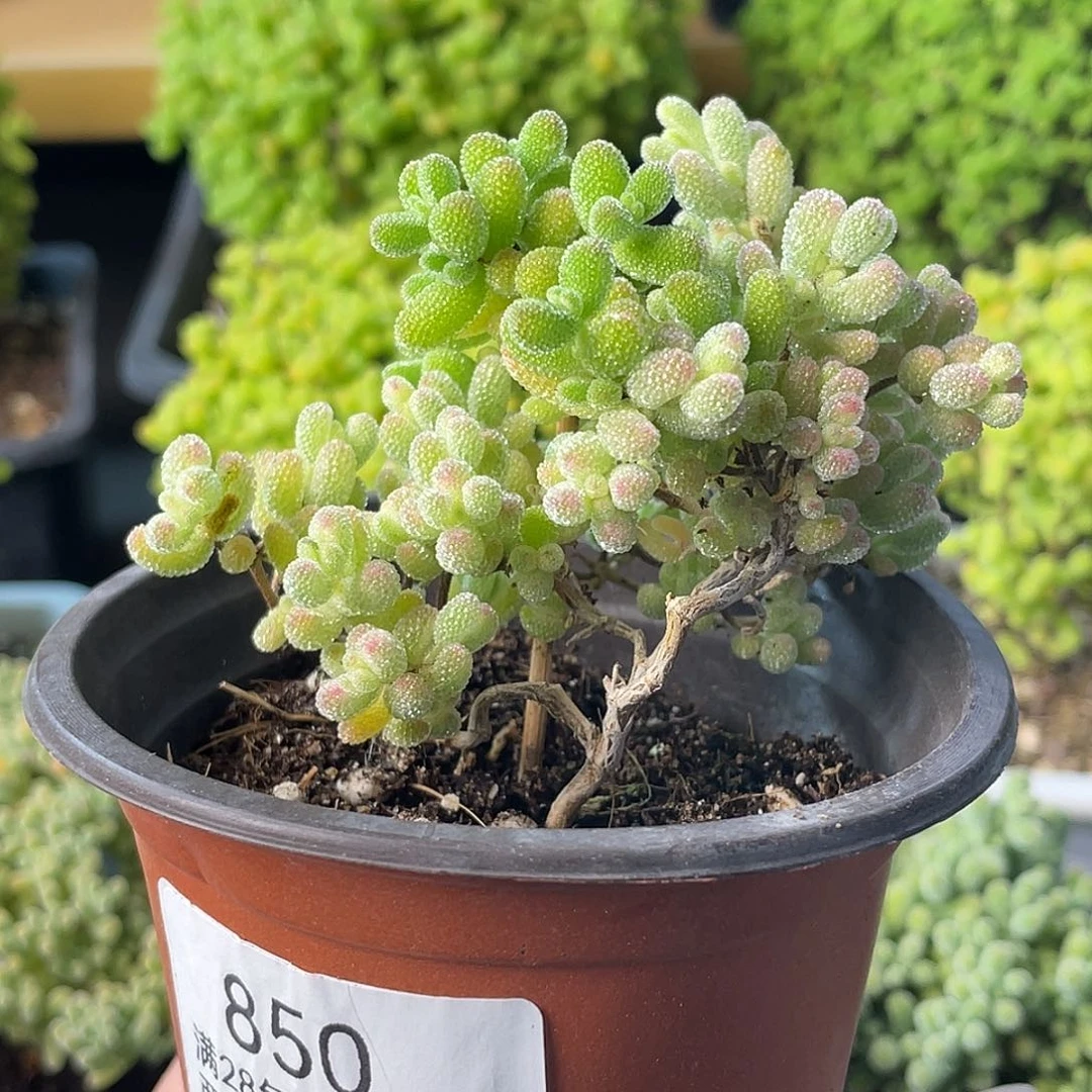 850冰糖锦。