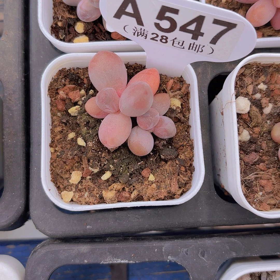 A547彩虹手指一物一拍