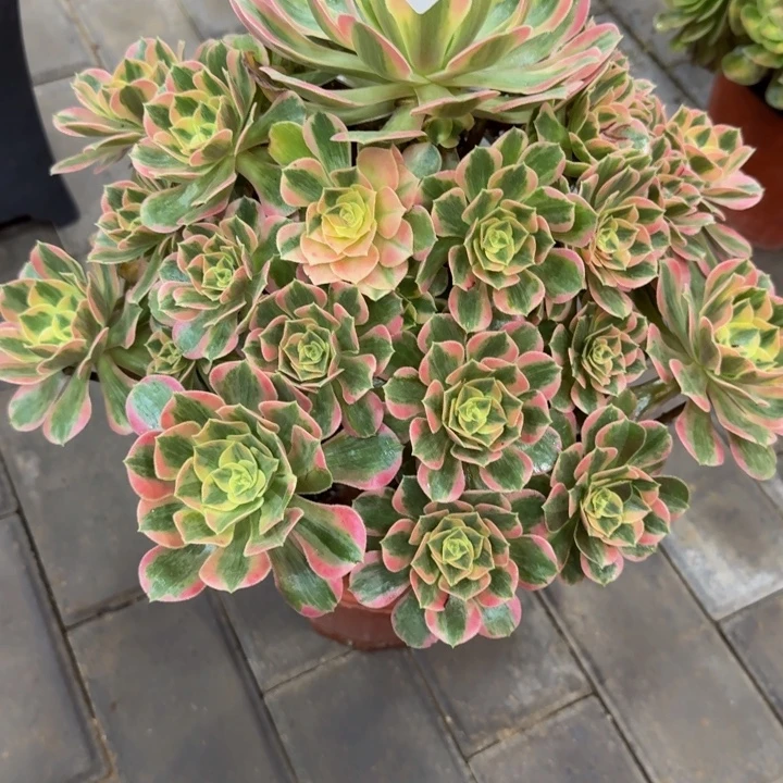 承***炉女妖417肉看老桩肉肉