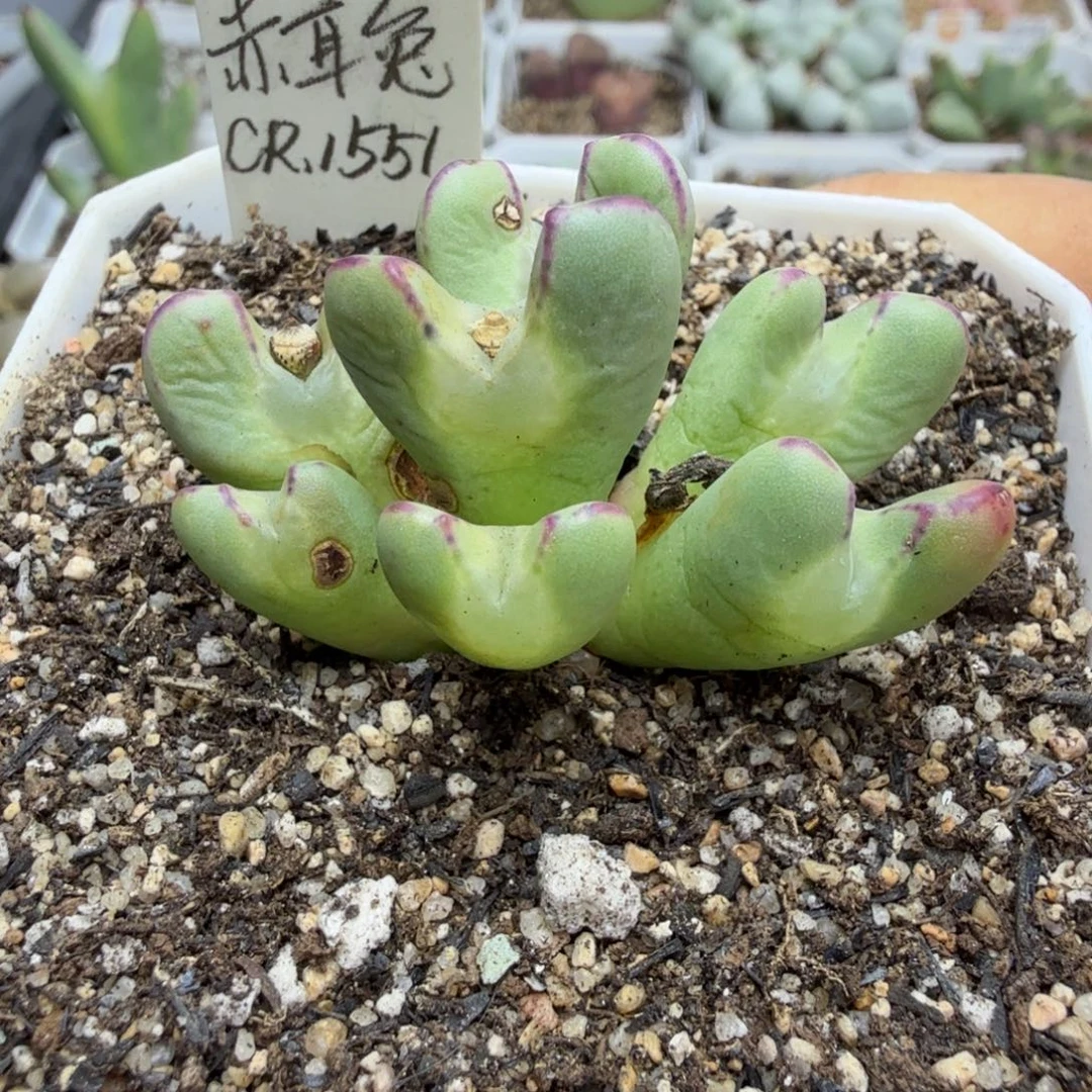 多肉。