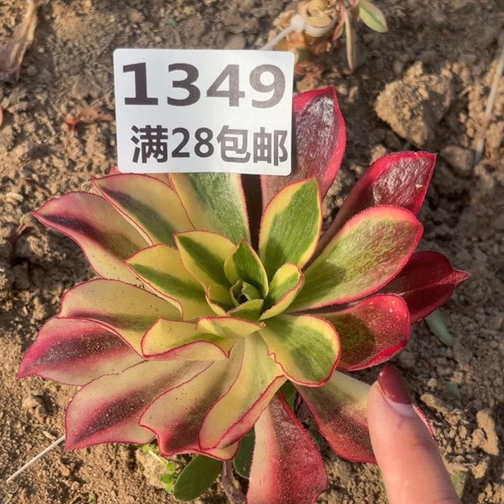 1349三号棚嫁接魅影