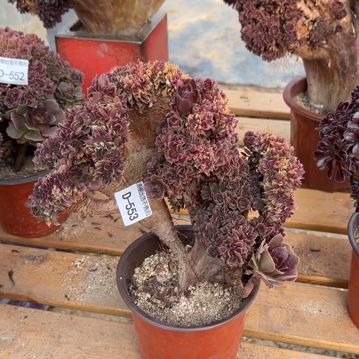 553 玫瑰缀福利款不售后