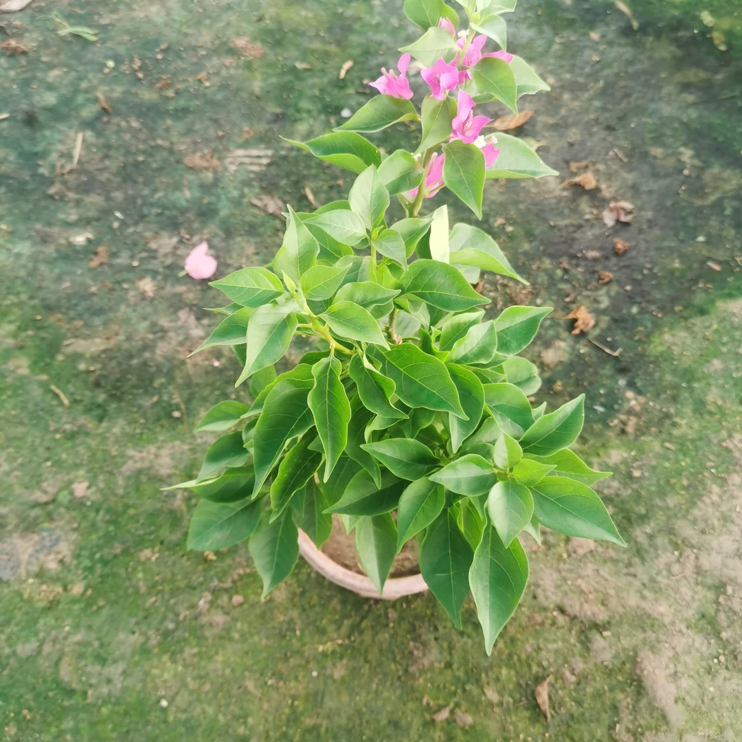 三角梅树苗芘芭粉盆栽四季开花耐寒好养活室内外适用绿植绿植盆栽