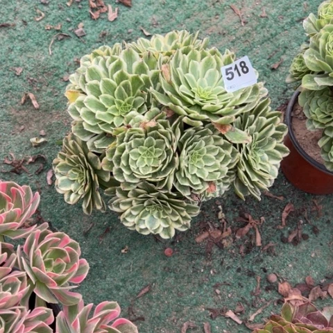 杨***活518碧浪朵朵多肉，