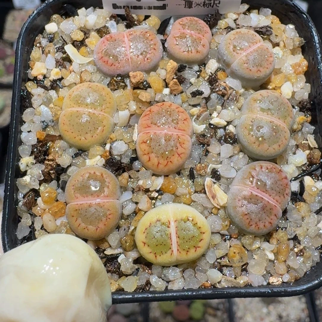 zzzz生石花肉锥1336