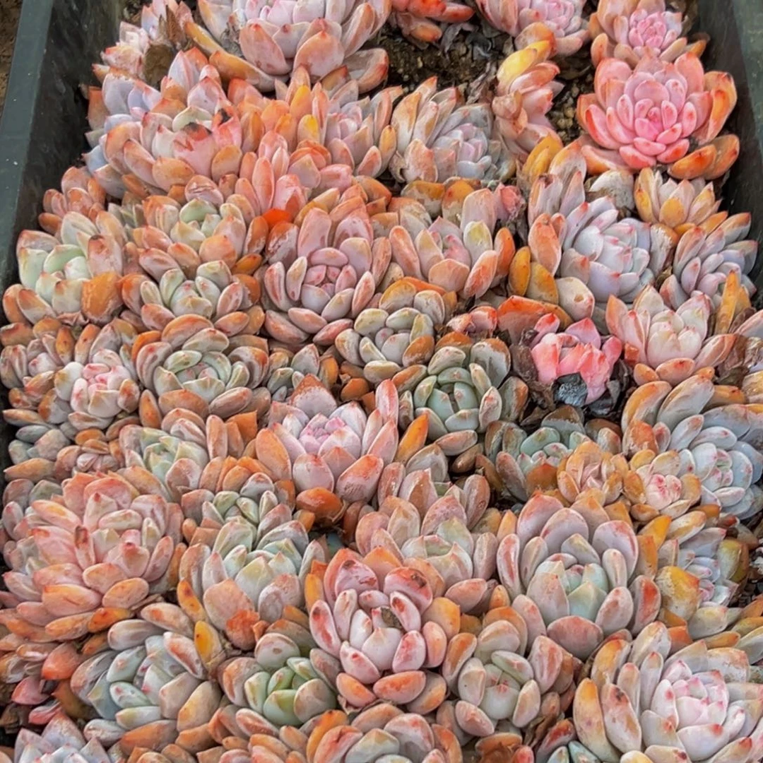 646多肉葡萄领导人物库资料的