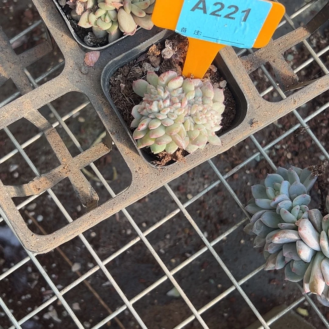 安***多肉植物一物一拍