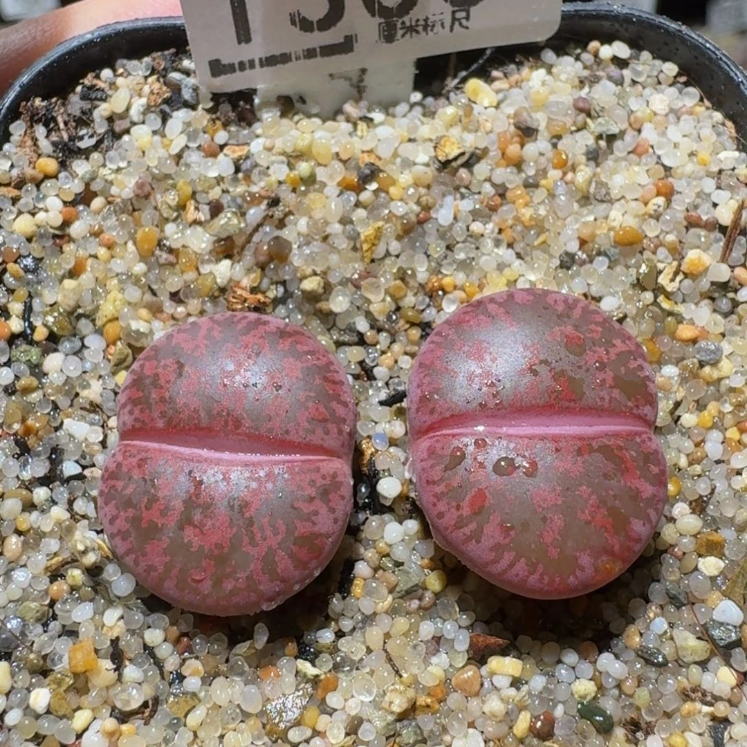 Sssss 好好看呀1300
