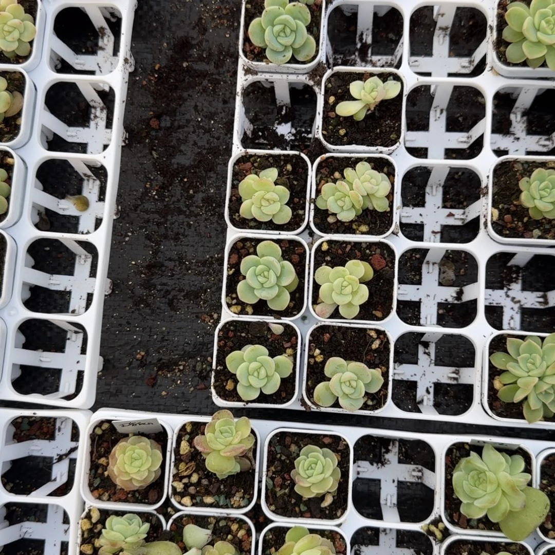 帕帕拉恰盆3床一个满25包邮