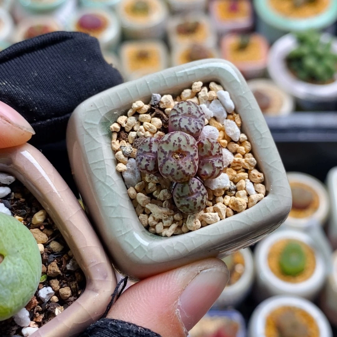 3083-一物一拍 带盆