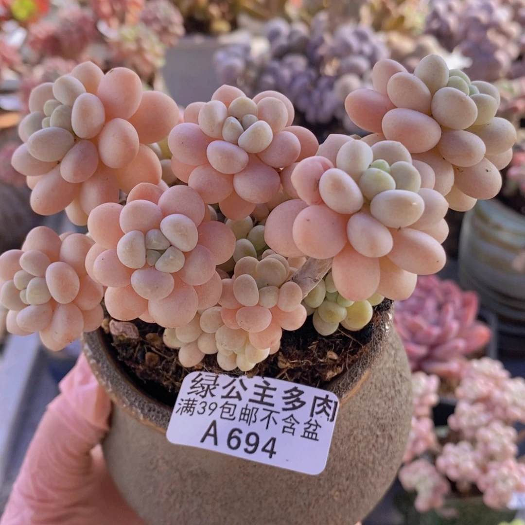 洛可可10cm694多肉植物