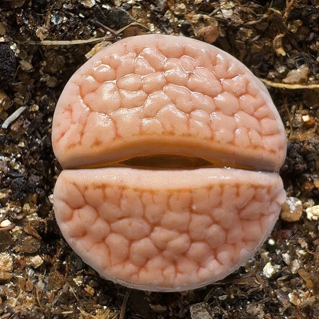 生石花111111。    317